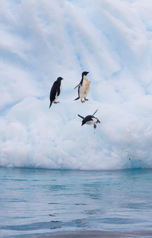 Adélie Penguins Diving Off Iceberg